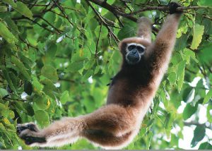 Hoolock gibbon