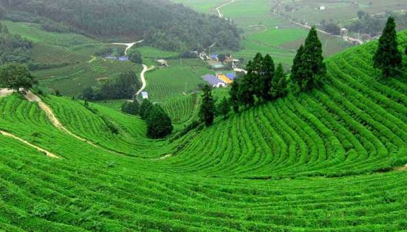 Coonoor