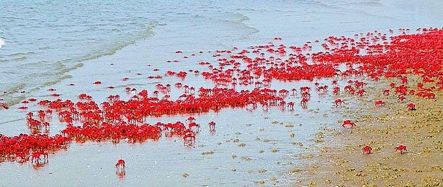 লাল কাঁকড়ার বিচ
