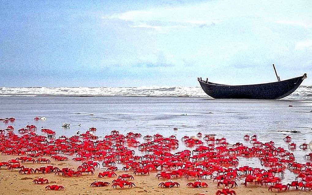 মন্দারমনি