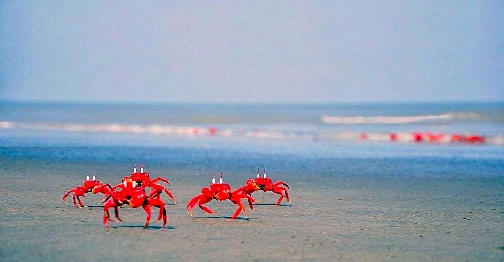 এলাম লাল কাকড়া