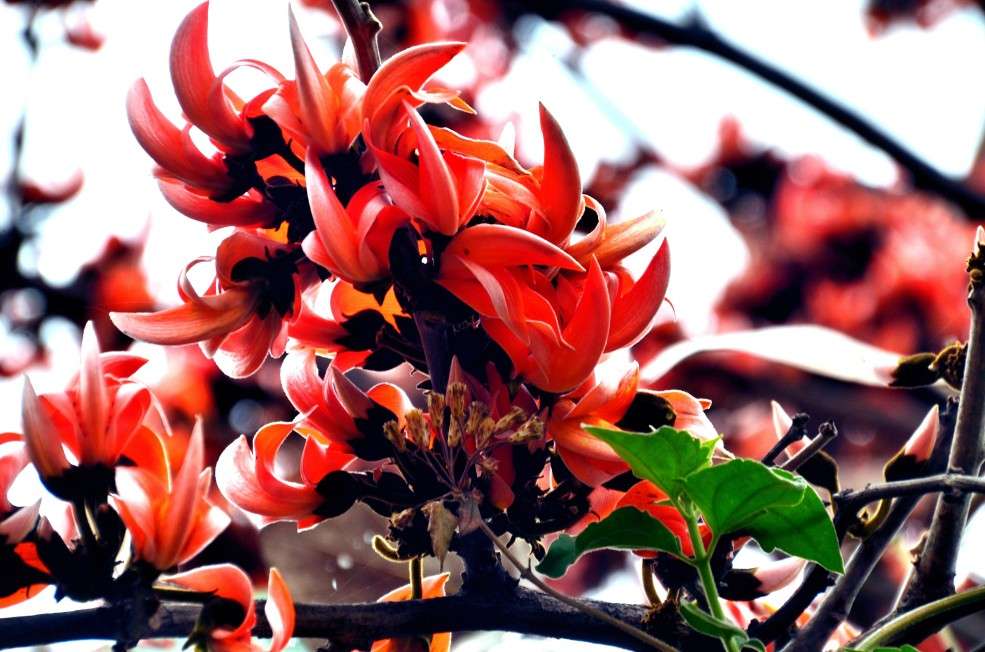পলাশ