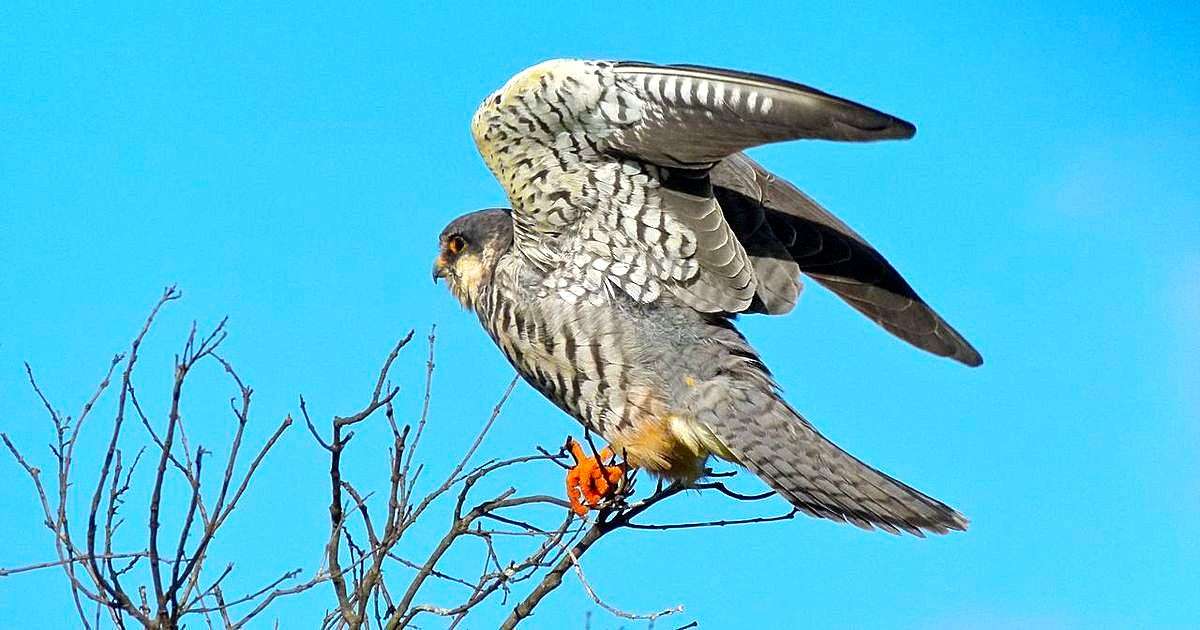 AMUR FALCONS