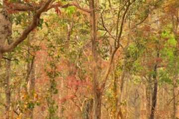 শিমলিপাল