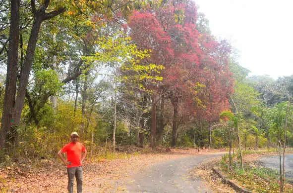 Dantewada Forest